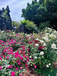 深圳人民公園 | 莫奈秘境花園🫧春日氣氛感  這是深圳市內最早的公園之一，安靜人少，閒暇時來這