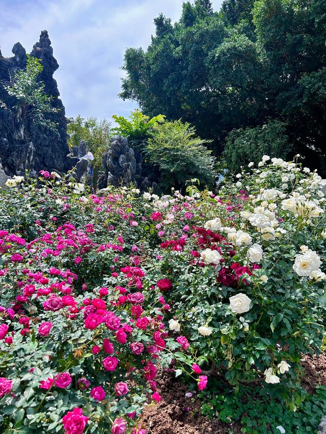 深圳人民公園 | 莫奈秘境花園🫧春日氣氛感  這是深圳市內最早的公園之一，安靜人少，閒暇時來這