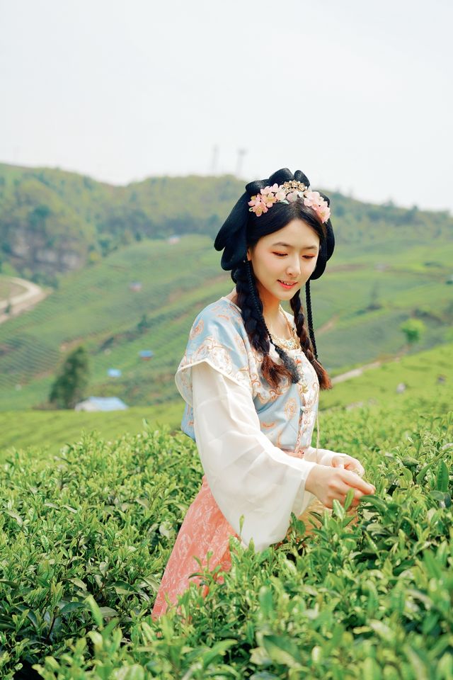 探秘黔南春色，邂逅貴定雲霧貢茶