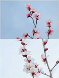 蘇州春日限定 | 白馬澗龍池景區賞桃花攻略