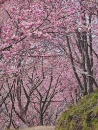 🌸新竹司馬庫斯 | 櫻花仙境大揭秘🌸