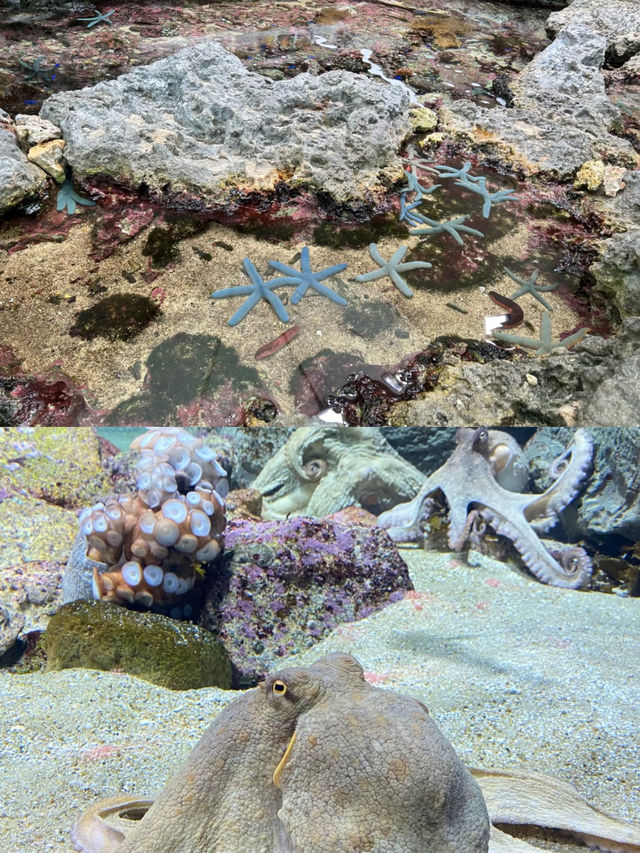 來鴨川海洋世界，展開一場奇妙的藍色之旅吧！