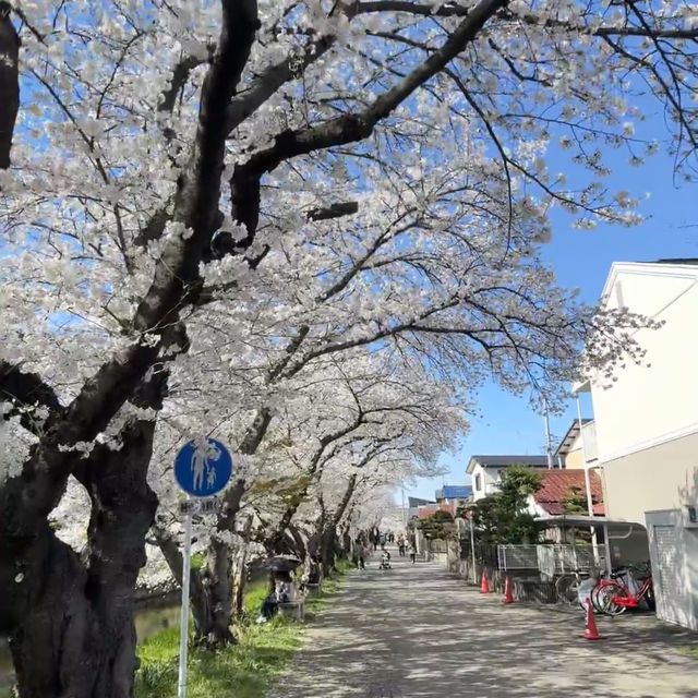 救命！名古屋岩倉五条川現實版《小森林》櫻花秘境！