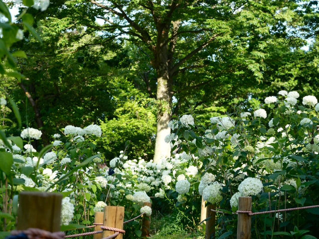 東京府中の繡球花夢境🌸