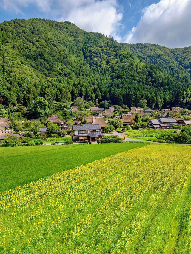 🌻美山町 | 闖入童話般的向日葵花海