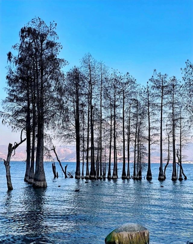 打卡白鹿同款洱海
