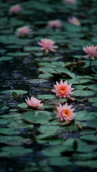 Suzhou's Hidden Gem! Water Lilies Bloom at Tiger Hill Wetland, Encounter the Romance of Monet's Garden
