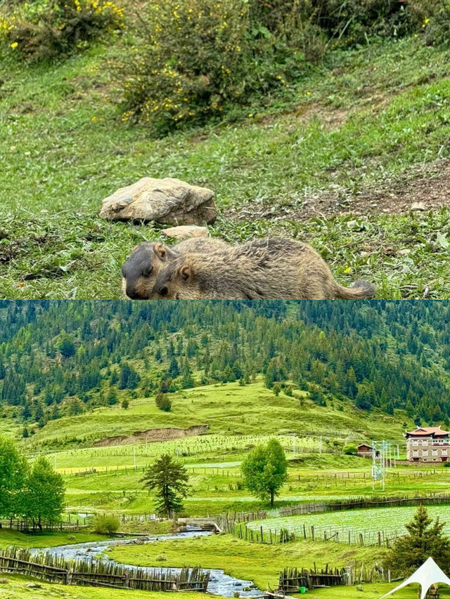 喺川西！去山裡面感受20度嘅夏天