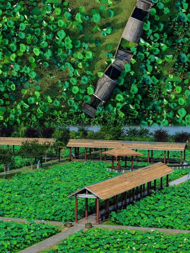 收藏金湖荷花蕩全攻略｜萬畝荷田點樣玩？