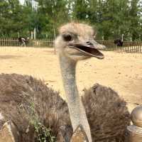 Shenzhou Desert Wildlife Zoo - 神州荒漠野生动物园!