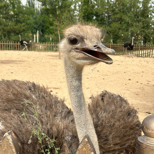 Shenzhou Desert Wildlife Zoo - 神州荒漠野生动物园!