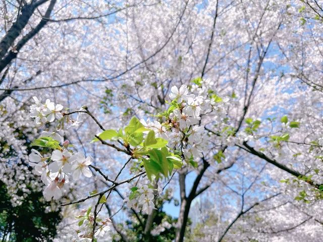 無錫嘅櫻花季真係靚到爆～