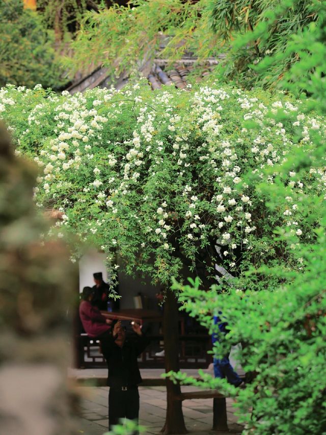 成都周邊呢個宋代秘境｜我終於集齊佢嘅四季絕美時刻！