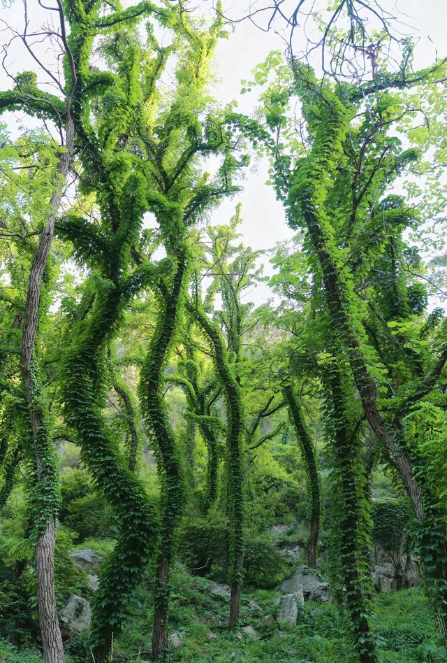 天然氧吧與避暑勝地的完美體驗