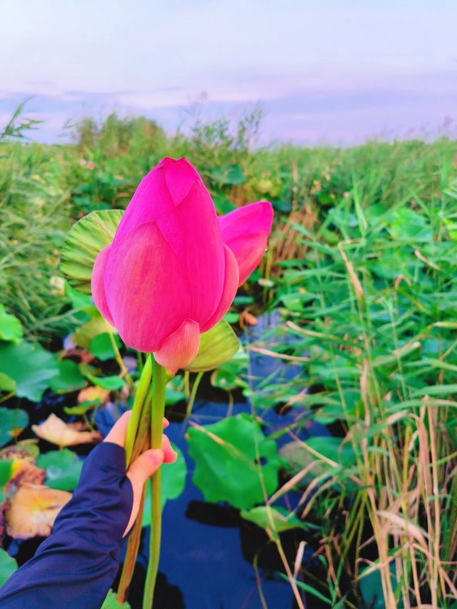 周邊好去處 白洋淀荷花季