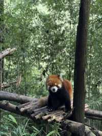 West Sichuan - Tibetan Grasslands 