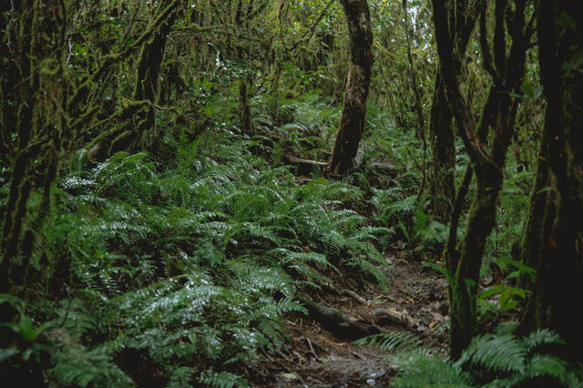 23℃毛毛球森林徒步避暑！拍出森系大片