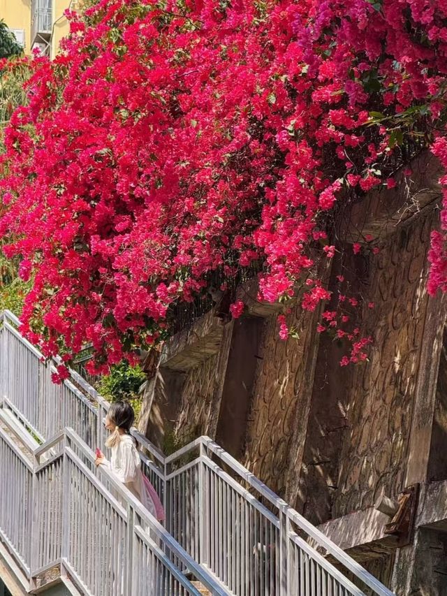 深圳南山citywalk|看海賞花超野超chilli! 深圳南山citywalk|看海賞花超野超chilli!
