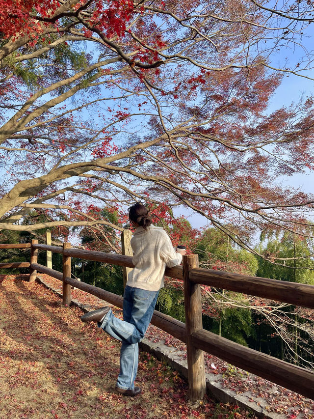抓住秋天的尾巴！莫干山楓葉季限時賞秋攻略