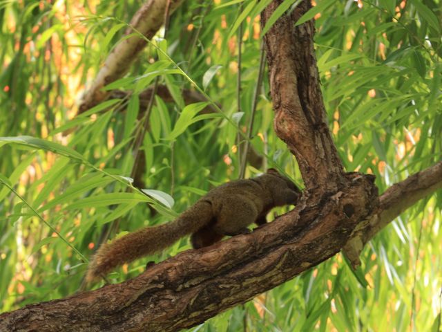 昆明靈魂的後花園——翠湖公園