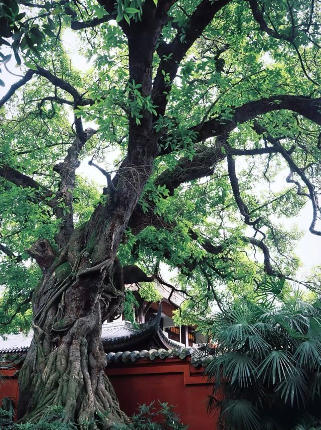 全季出發！三蘇祠萌趣遊玩小指南