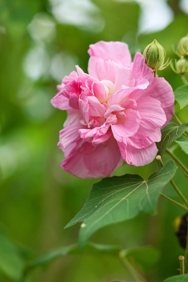 風過木芙蓉，如詩如畫的絕美秋色