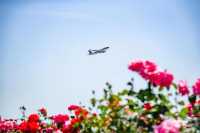 空港新城雲間花海 | 免費開放的花海秘境&飛機同框攻略