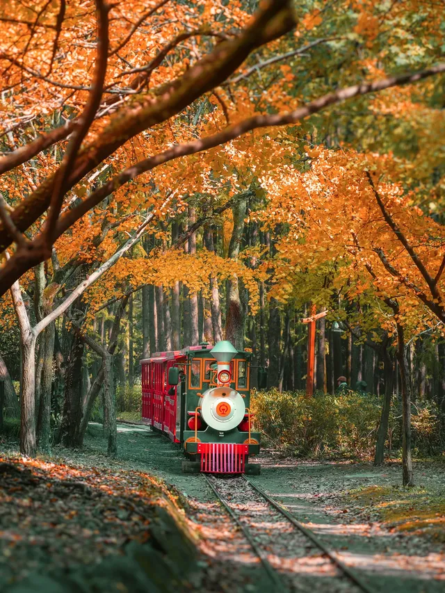 再不看上海紅楓又要等一年了