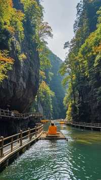 光霧山進入紅葉最佳觀賞期
