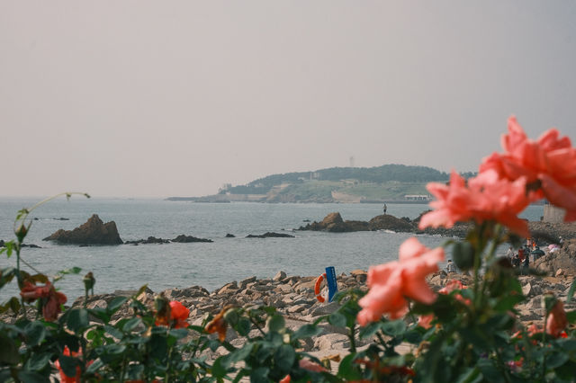 海邊玫瑰打卡地 【青島·海之韻】