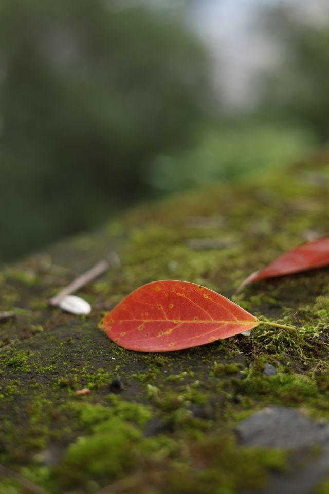 帶娃逛巴人石頭城 帶娃逛巴人石頭城