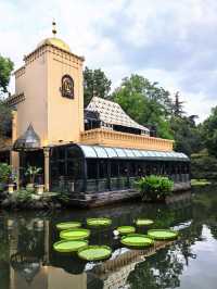 人民公園最後一群睡蓮！天氣好冷植物都撐不住了