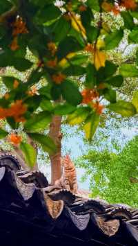 蘇州的秋天|在怡園的桂花香裡,撞見江南最溫柔的時刻