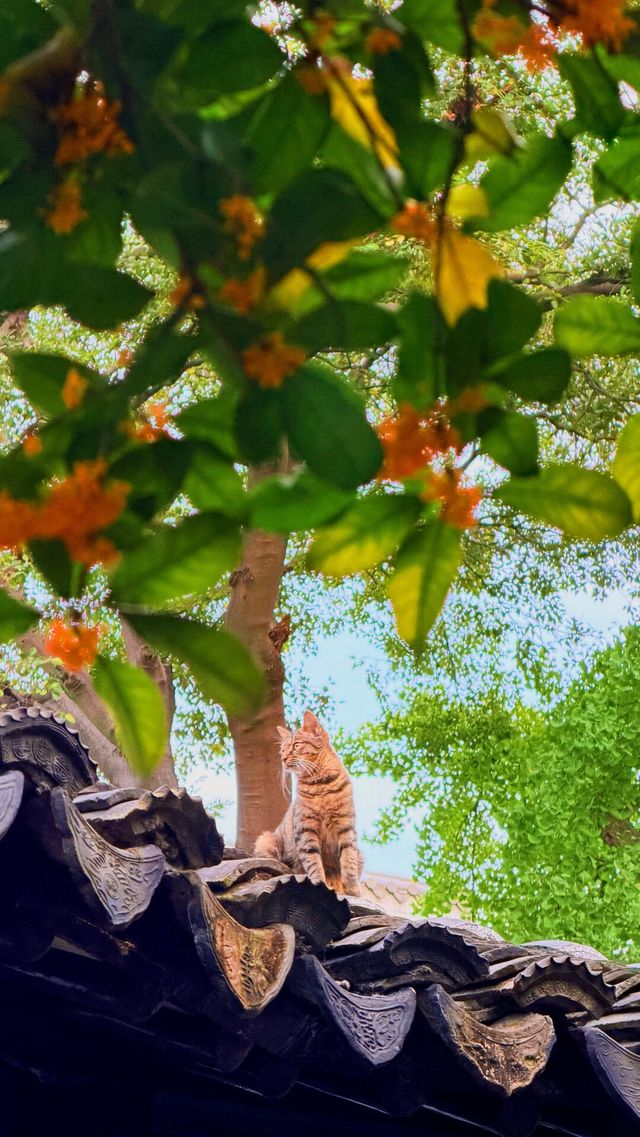 蘇州的秋天|在怡園的桂花香裡,撞見江南最溫柔的時刻 蘇州的秋天|在怡園的桂花香裡,撞見江南最溫柔的時刻