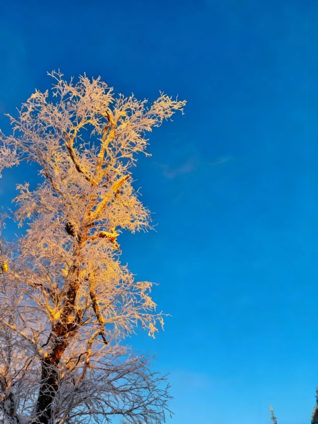 冬日霧淞奇遇記