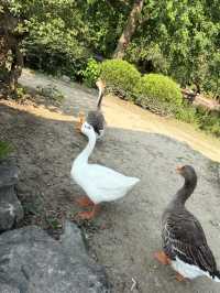 魔都隱蔽寶藏!西郊賓館免費參觀全攻略