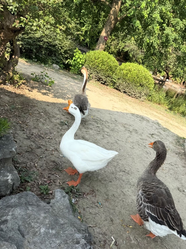 魔都隱蔽寶藏!西郊賓館免費參觀全攻略 魔都隱蔽寶藏!西郊賓館免費參觀全攻略