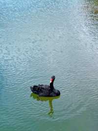 江門圭峰山|綠湖如碧玉嵌翠嶺 環湖暢遊醉氧吧