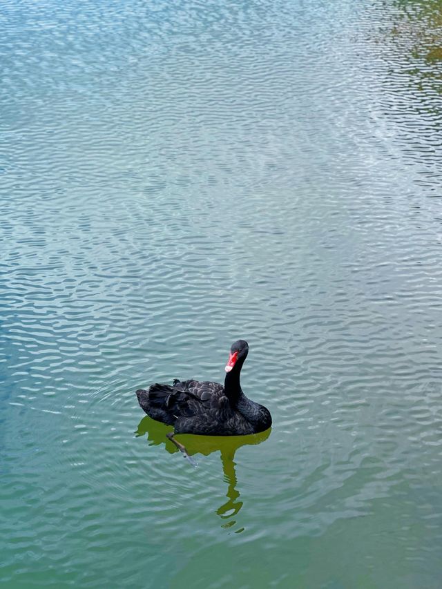 江門圭峰山|綠湖如碧玉嵌翠嶺 環湖暢遊醉氧吧 江門圭峰山|綠湖如碧玉嵌翠嶺 環湖暢遊醉氧吧