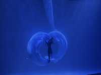 企鵝巡遊與白鯨之戀的奇幻盛宴