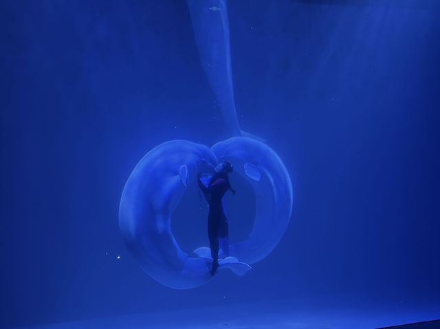 企鵝巡遊與白鯨之戀的奇幻盛宴