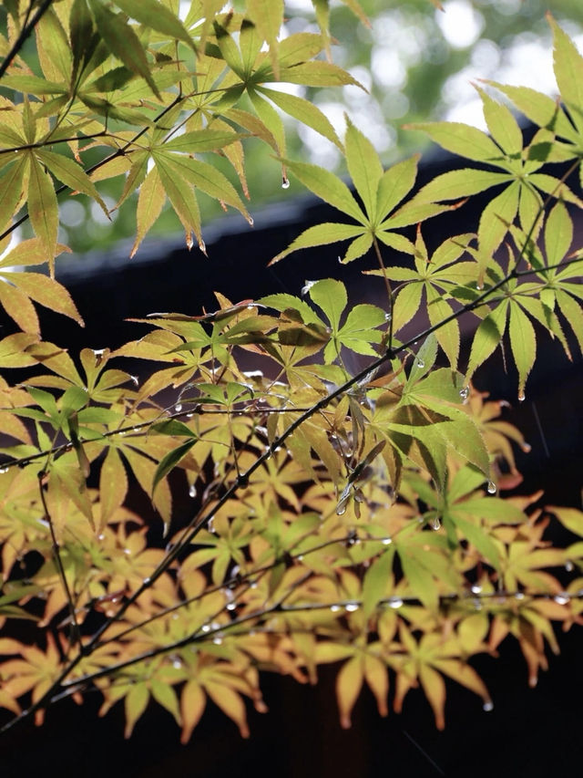 一秒穿越千年古庭院