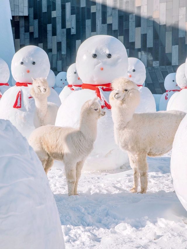 長白山封神酒店！推窗見雪的森林秘境