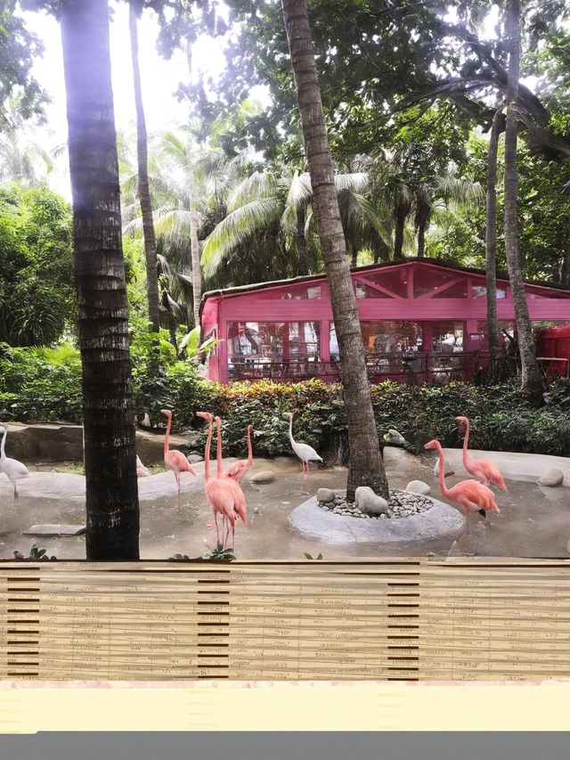 秋遊三亞包車打卡超chill行程