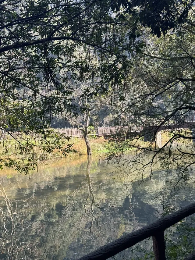 室外遛娃｜諸暨五泄 闖入秋葉世界