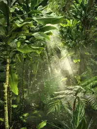 廈門植物園鐘鼓索道懶人版