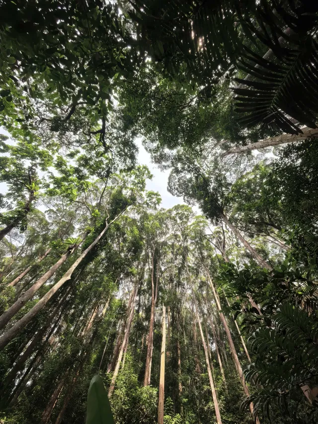 KL半小時逃進世界自然遺產遇見國鳥 KL半小時逃進世界自然遺產遇見國鳥