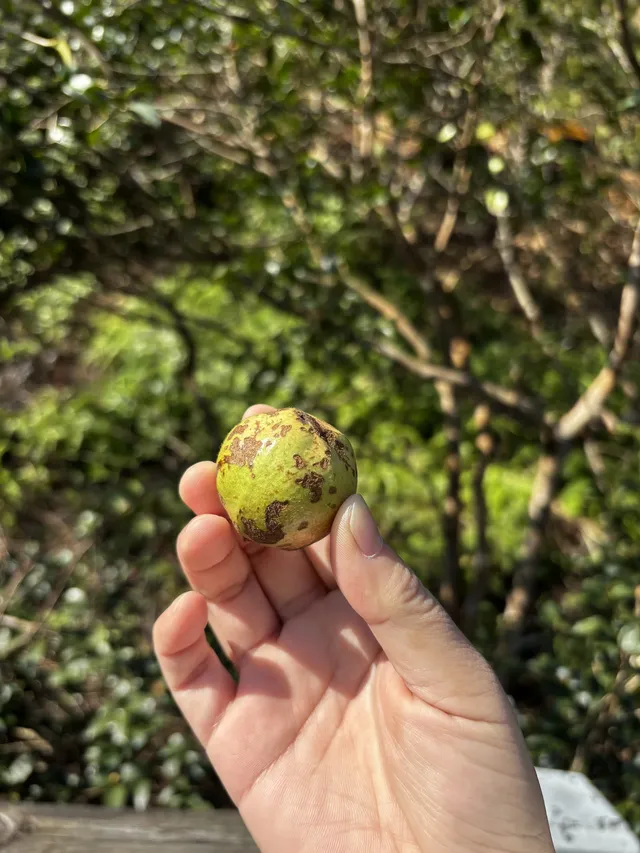 神仙谷隱藏玩法大公開！極限蹦極+深山尋寶