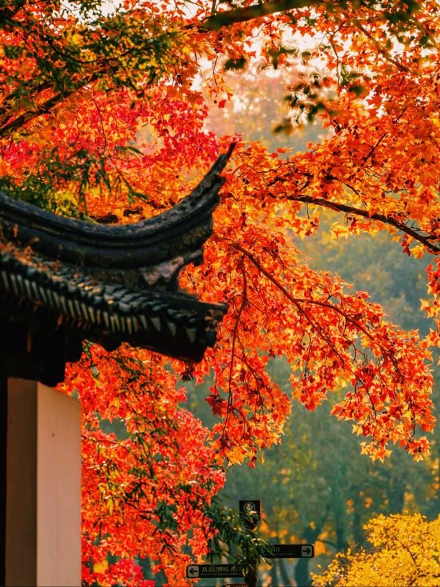 江浙賞秋地圖｜最美私藏地