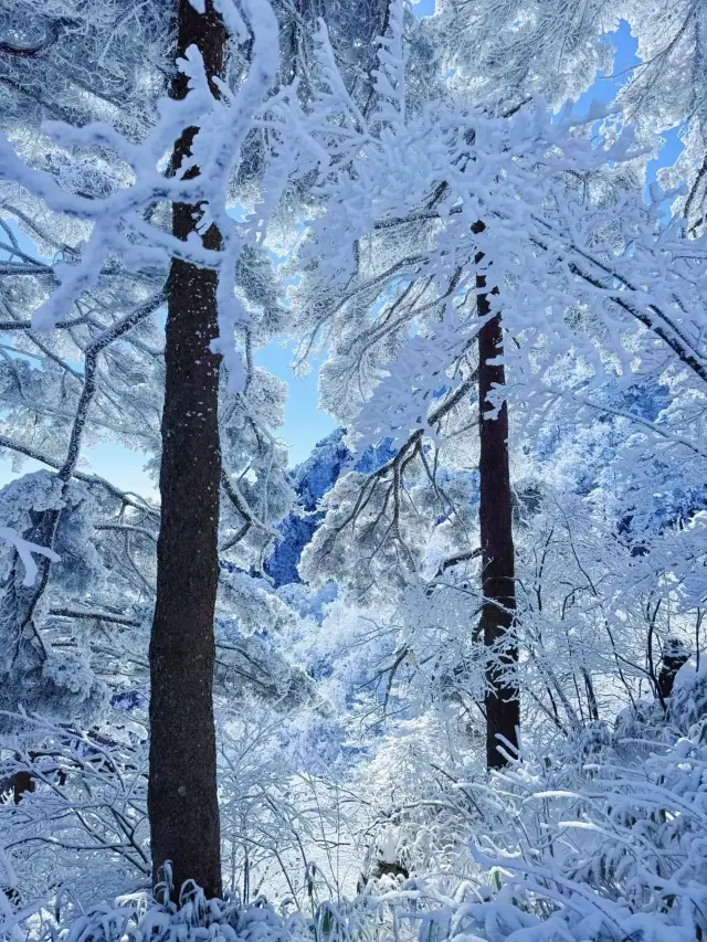 黃山霧淞已上線冷到跺腳但美到失語！